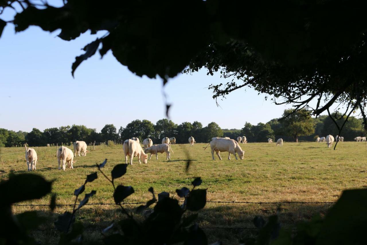 Le Bourgis Bed and Breakfast La Chapelle-Montligeon Buitenkant foto